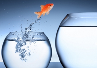 rise growth improve move new job fish bowl